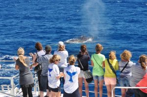 Whale Watching Great Barrier Reef Cairns Tours